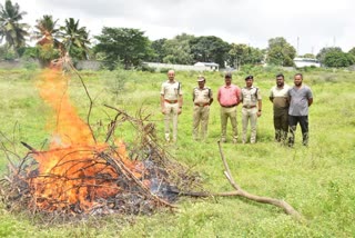 Davangere police have burned 25 kg of marijuana