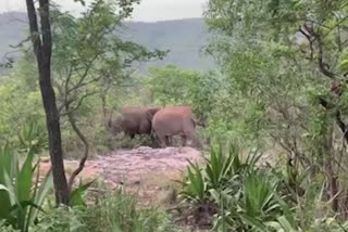 TIRUMALA ELEPHANTS