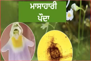 rare carnivorous utricularia furcellata plant found in gopeshwer of uttarakhand