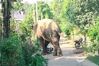 elephant fear in balasore