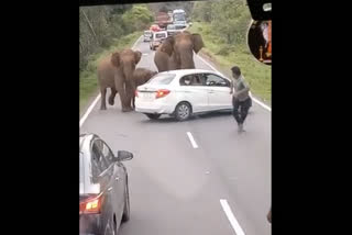 Viral video: An elephant charges a car