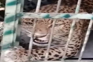 leopard trapped in cage