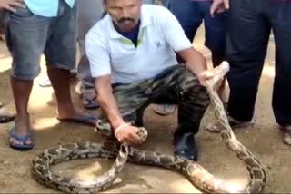 python rescued from odisha kalahandi