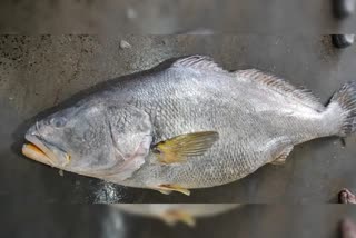 पश्चिम बंगालच्या दिघ्यातील जाळ्यात सापडला भलामोठा तेलीया भोला मासा