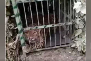 Leopard caged in Uttarakhand's Pauri