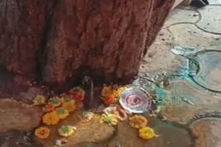 water came out from root of tree in Shivpuri