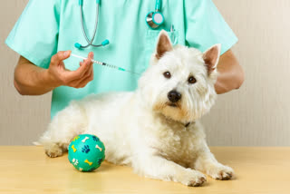 5 most important vaccinations for dogs, pet care tips, pet care, pet vaccinations, pet health tips, dog vaccines, dog health tips