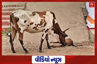 ગાયની વેદના: વાછરડાના મૃત્યુનો શોક કરતી માતા લોકાને સ્પર્શી ગઈ