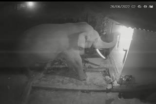 Elephant breaks kitchen wall  Elephant breaks kitchen wall steals sack of food  വീടിന്‍റെ ഭിത്തി പൊളിച്ച് കൊമ്പന്‍ അടുക്കളയില്‍ നിന്നും ഭക്ഷണം സാധനം കൈക്കലാക്കുന്നു  വീടിന്‍റെ ഭിത്തി പൊളിച്ച് ആന  മസിനഗുഡിയില്‍ കാട്ടാന വീടിന്‍റെ അടുക്കള തകര്‍ത്തു