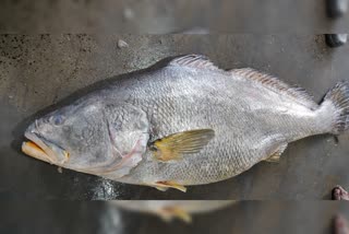 Giant Telia Bhola fish  Giant Telia Bhola fish netted in Digha  ഭീമന്‍ തെലിയ ബോല മത്സ്യത്തെ പിടിച്ച് തൊഴിലാളികള്‍  തെലിയ ബോല മത്സ്യത്തെ പിടിച്ച് തൊഴിലാളികള്‍