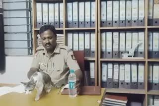 police bring cats to reduce rats Chikkaballapura