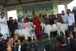 Bhopal Goat Titan worth 7 lakh