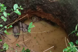 leopard and wild boar fall into well palakkad  ഒരേ കിണറ്റിൽ വീണ്‌ പുള്ളി പുലിയും കാട്ടുപന്നിയും  മുണ്ടൂർ മൈലംപുള്ളി വാര്‍ത്ത  മേപ്പാടി ആദിവാസി കോളനി വാര്‍ത്ത