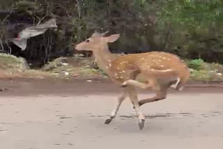 deer on the streets of bilaspur