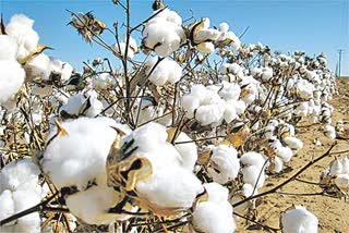 Cotton Cultivation