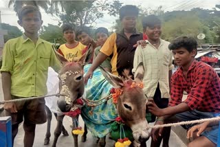 Donkey Marriage
