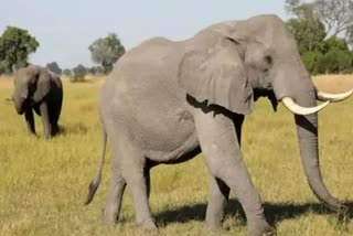 elephant death in satkosia Sanctuary