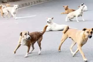 street dogs