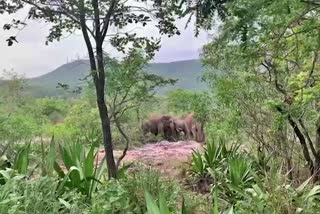 elephants once again alarmed the devotees in Andhra Pradesh, elephants has created a stir in Thirumala, Andhra Pradesh tirupati thimmappa Temple news, ಆಂಧ್ರಪ್ರದೇಶದಲ್ಲಿ ಭಕ್ತರನ್ನು ಮತ್ತೊಮ್ಮೆ ಆತಂಕಕ್ಕೀಡು ಮಾಡಿದ ಆನೆಗಳು, ಆಂಧ್ರಪ್ರದೇಶದ ತಿರುಮಲದಲ್ಲಿ ಆನೆಗಳು ಸಂಚಲನ, ಆಂಧ್ರಪ್ರದೇಶದ ತಿರುಪತಿ ತಿಮ್ಮಪ್ಪ ದೇವಸ್ಥಾನದ ಸುದ್ದಿ,