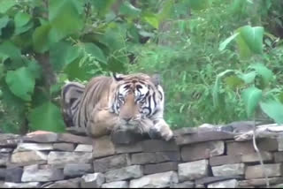 Tiger kept resting on roadside