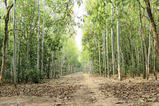 Mamata Banerjee to inaugurate Orgram Eco Circuit Tourism tomorrow