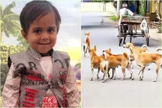 three-year-old-kid-killed-in-dog-attack