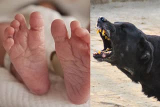 Stray dog takes away child from the first floor ward of a private hospital and kills it  A newborn baby was bitten to death by a stray dog ​​at a private hospital in Haryana  Haryana newborn baby bitten to death by stray dog  Panipat stray dog attack ​​at a private hospital haryana  സ്വകാര്യ ആശുപത്രിയിൽ തെരുവ് നായ  നവജാതശിശുവിനെ തെരുവ് നായ കടിച്ചുകൊന്നു  ഹരിയാന സ്വകാര്യ ആശുപത്രിയിൽ നായ ആക്രമണം  പാനിപ്പത്ത് നവജാതശിശുവിനെ തെരുവ് നായ കടിച്ചുകൊന്നു  ആശുപത്രിയിൽ നിന്ന് തെരുവ് നായ കുഞ്ഞിനെ കൊന്നു  panipat street dog attack  stray dog killed a newborn baby from Heart and Mother Care hospital panipat