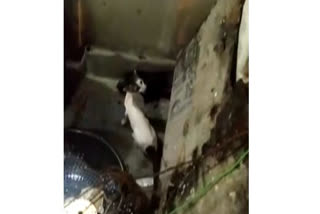 Karimnagar police team rescues cat from well