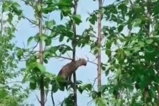 leopard hunting monkey in Panna Tiger Reserve