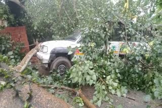 Tree falls on NH37 in Bokakhat
