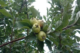 Apple Cultivation