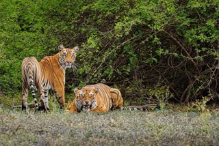 Sariska Tiger Reserve