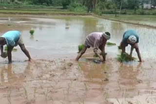Paddy production in Sirmaur