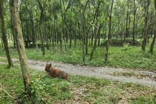 बंगाल टाइगर