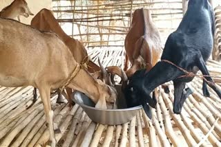 Goat farming in Palamu