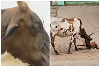 The mother cow mourning the death of the calf