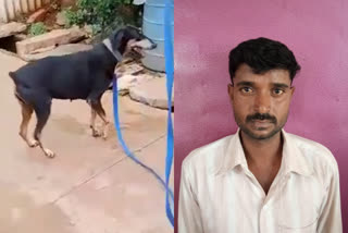 Davangere Rape and Murder Case  Tunga 777 Charlie dog  ദേവ നാഗരി കൊലപാതക കേസ്  തുങ്ക 777 ചാര്‍ലി നായ  തുങ്ക 777 ചാര്‍ലി എന്ന് പേരിട്ട് ശ്വാനസേന