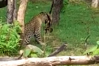 leopard hunting monkey in Panna