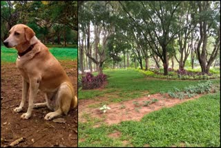 no-restriction-to-the-pet-dogs-to-enter-the-cubbon-park-from-july-1st