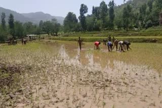 Hindu Muslim Community Makes Paddy Together