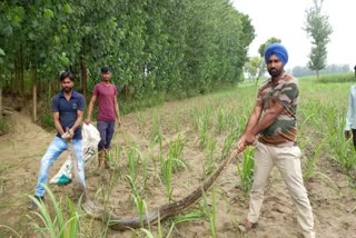 python-found-in-lalpur-village-of-laksar