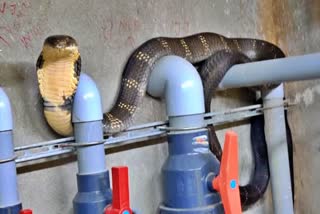 snake-kiran-rescued-a-king-cobra-that-rushed-to-the-golf-club