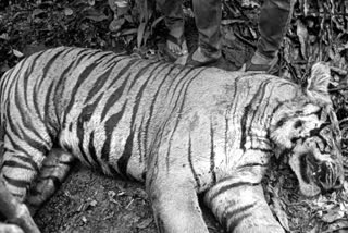 Detection of tiger carcass in a coffee plantation