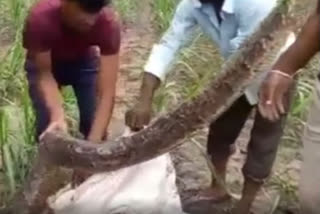 18 feet long python found in Lalpur village of Laksar