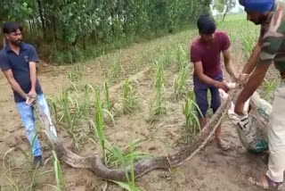 huge king cobra captured in uttarakhand  king cobra captured from paddy field  കൂറ്റന്‍ രാജവെമ്പാലയെ പിടികൂടി  ഉത്തരാഖണ്ഡ് രാജവെമ്പാല പിടികൂടി  പൈപ്പ് രാജവെമ്പാല പിടികൂടി  king cobra tubewell captured