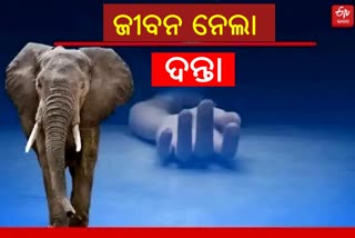 elephant attack in Mayurbhanj