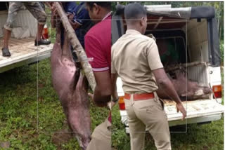 Wild Boars Die in Kerala due to Anthrax Outbreak