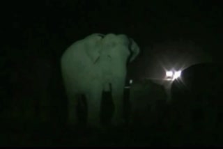 Wild Elephants at Kaliabor
