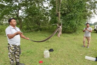 indian-cobra-rescued-in-misamari