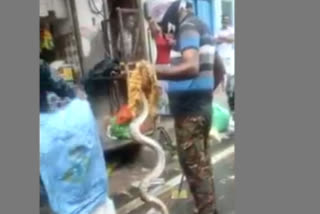 Giant python found in Haridwar's shop, watch video